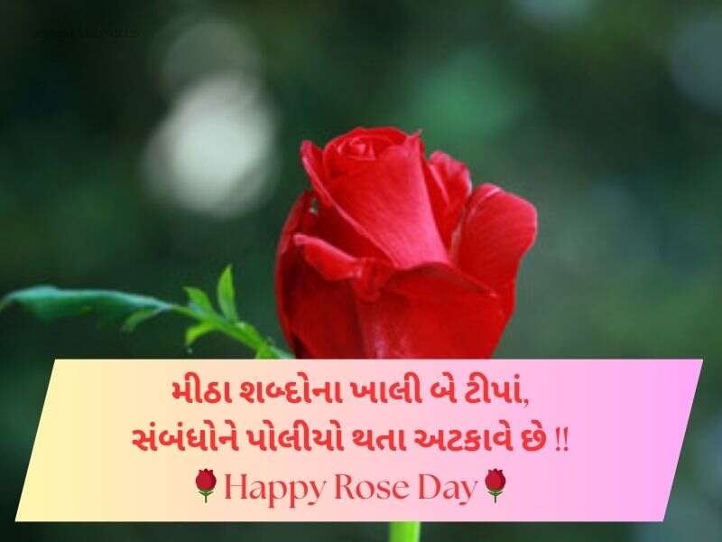 Best 100+ રોઝ ડે સુભેછાઓ ગુજરાતી Rose Day Wishes in Gujarati Text | Messages